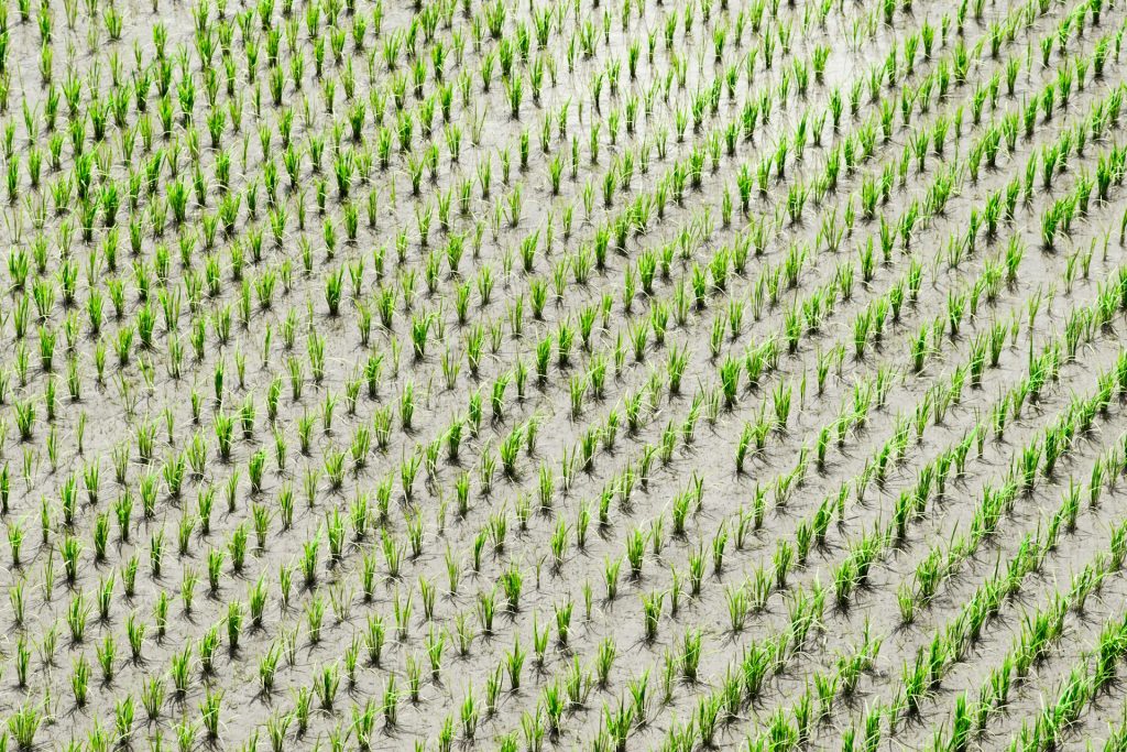 ryo-yoshitake-cusz0Bg-5mQ-unsplash
