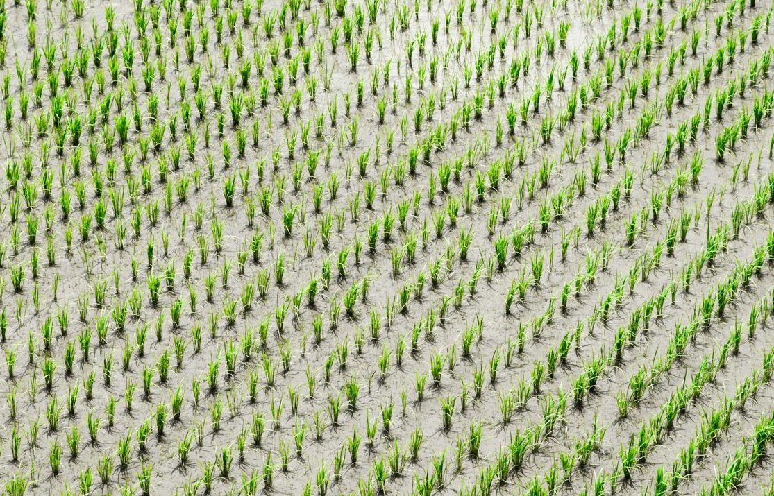 ryo-yoshitake-cusz0Bg-5mQ-unsplash
