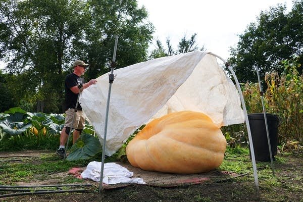 এই মিডওয়েস্টার্নরা বিশালাকার কুমড়ো বাড়ায় | BanglaKagaj.in এই মিডওয়েস্টার্নরা বিশালাকার কুমড়ো বাড়ায়
 | BanglaKagaj.in