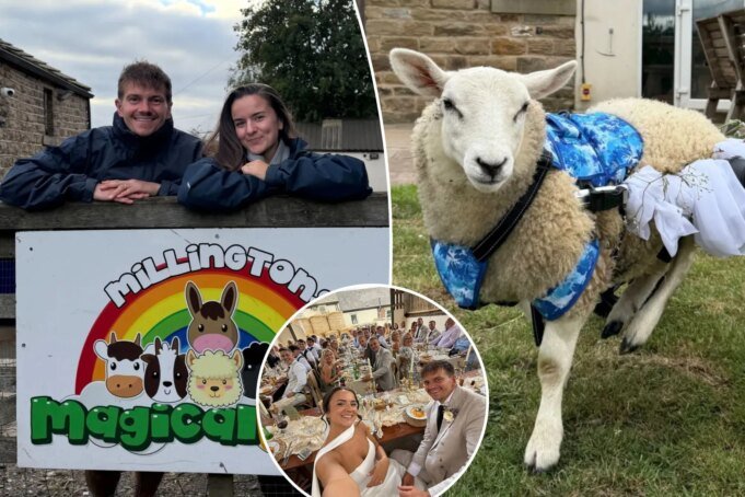 একটি দম্পতি একটি পশু আশ্রয়ে বিয়ে করে - বিবাহের আংটি একটি দম্পতি একটি পশু আশ্রয়ে বিয়ে করে - বিবাহের আংটি বহনকারী হিসাবে একটি প্রতিবন্ধী ভেড়ার সাথে
 | BanglaKagaj.in