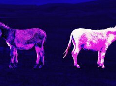 3 একগুঁয়ে ব্যবস্থাপনা বিশ্বাস যে দীর্ঘস্থায়ী রূপান্তর নাশকতা
| BanglaKagaj.in 3 একগুঁয়ে ব্যবস্থাপনা বিশ্বাস যে দীর্ঘস্থায়ী রূপান্তর নাশকতা
| BanglaKagaj.in