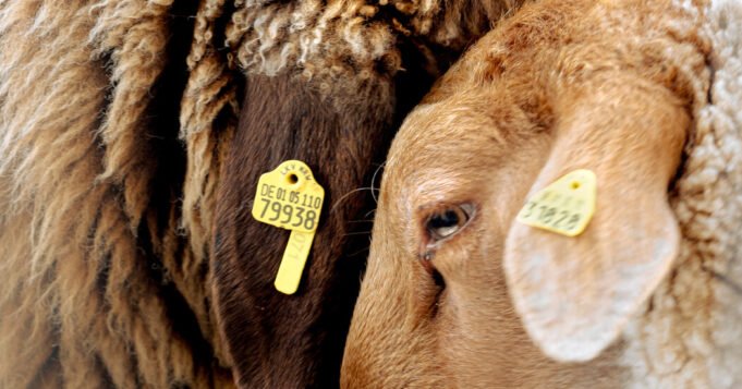 এই ভেড়ার একটা ব্যাখ্যা আছে

 | BanglaKagaj.in