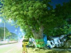 পার্ক টাউনের পল্লবন সালাইয়ের বাওবাব গাছটি অজানা-অচেনা হয়ে দাঁড়িয়ে আছে
| BanglaKagaj.in Google Preferred Source