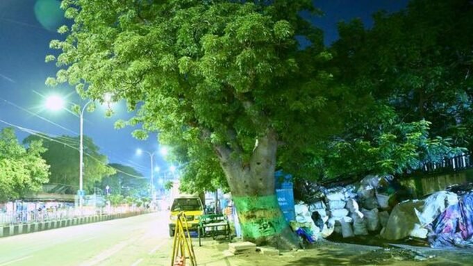 পার্ক টাউনের পল্লবন সালাইয়ের বাওবাব গাছটি অজানা-অচেনা হয়ে দাঁড়িয়ে আছে Google Preferred Source