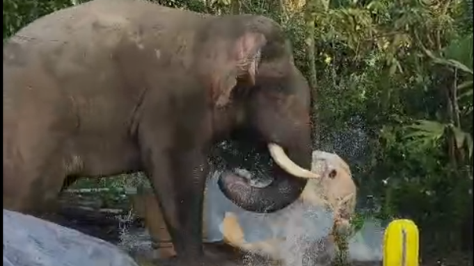 বেলুড় তালুকের ভিকুডুতে বন্য কুকুরের সংঘর্ষ | BanglaKagaj.in Google Preferred Source