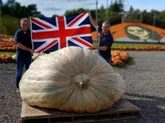 ভাইয়েরা সর্বকালের সবচেয়ে ভারী কুমড়া জন্মায়, যার ওজন 2,819 পাউন্ড
| BanglaKagaj.in ভাইয়েরা সর্বকালের সবচেয়ে ভারী কুমড়া জন্মায়, যার ওজন 2,819 পাউন্ড
| BanglaKagaj.in