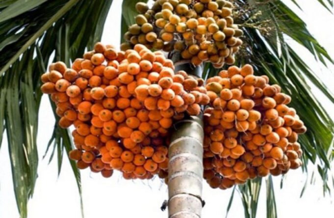 মোরেলগঞ্জে সুপারির বাম্পার ফলন | BanglaKagaj.in মোরেলগঞ্জে সুপারির বাম্পার ফলন
| BanglaKagaj.in