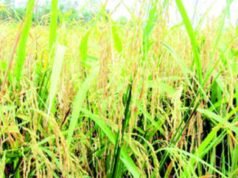 রংপুরের কৃষকরা রেকর্ড 23.08 লাখ টন বোরো ধান উৎপাদন করবেন
| BanglaKagaj.in রংপুরের কৃষকরা রেকর্ড 23.08 লাখ টন বোরো ধান উৎপাদন করবেন
| BanglaKagaj.in