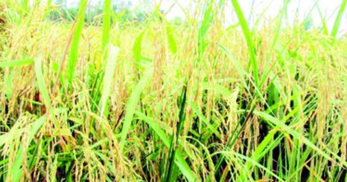 রংপুরের কৃষকরা রেকর্ড 23.08 লাখ টন বোরো ধান উৎপাদন করবেন রংপুরের কৃষকরা রেকর্ড 23.08 লাখ টন বোরো ধান উৎপাদন করবেন
| BanglaKagaj.in