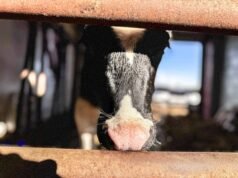 সম্ভাব্য আর্জেন্টিনার গরুর মাংসের আমদানি উদ্বিগ্ন মিনেসোটা দুগ্ধ খামারিরা
| BanglaKagaj.in সম্ভাব্য আর্জেন্টিনার গরুর মাংসের আমদানি উদ্বিগ্ন মিনেসোটা দুগ্ধ খামারিরা
| BanglaKagaj.in